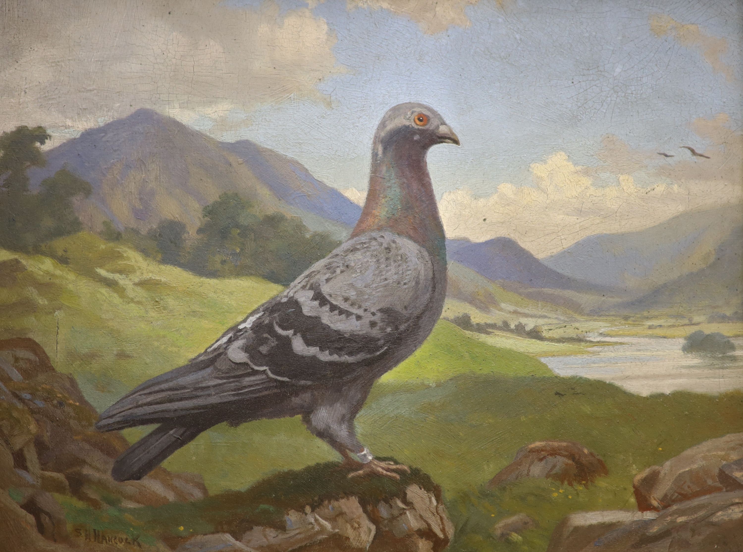 S. H. Hancock, oil on board, Portrait of a racing pigeon in a landscape, signed, 34 x 46cm